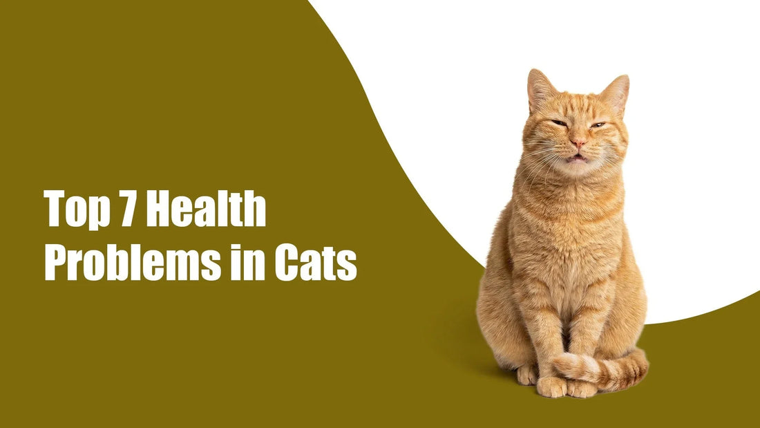 Top Common Cat Health Problems Prevention Tips Zigly top-common-cat-health-problems-prevention-tips-zigly