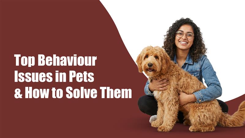Top Behaviour Issues in Pets & How to Solve Them