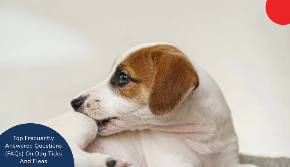Zigly dog biting its leg, FAQs on dog ticks and fleas, white background