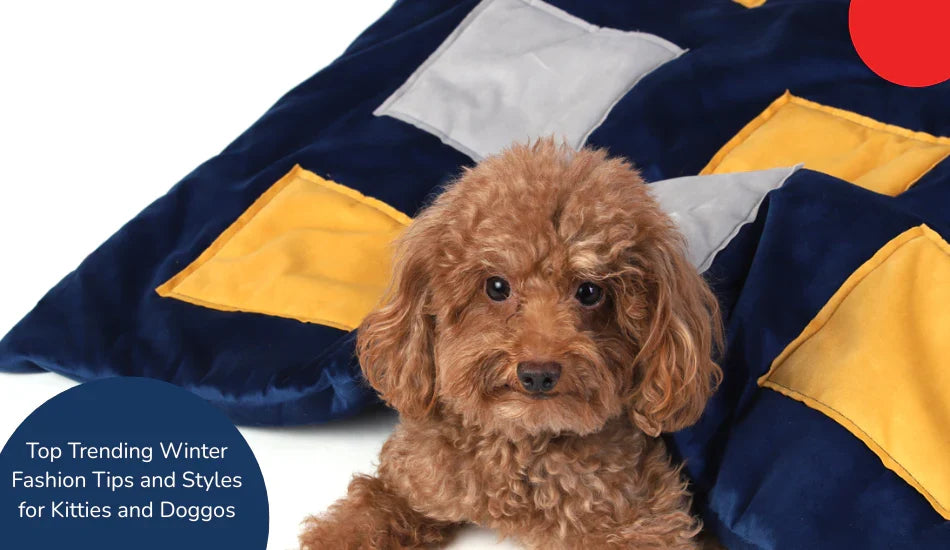 Zigly cute brown dog on stylish blue and yellow winter pet blanket, winter pet fashion