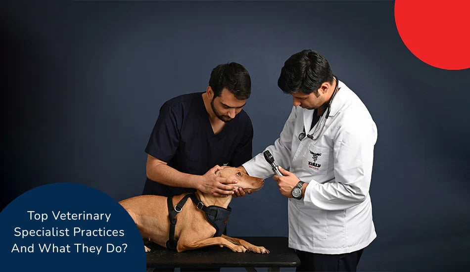 Zigly veterinarians examining a brown dog on table, veterinary specialist practices sign visible.