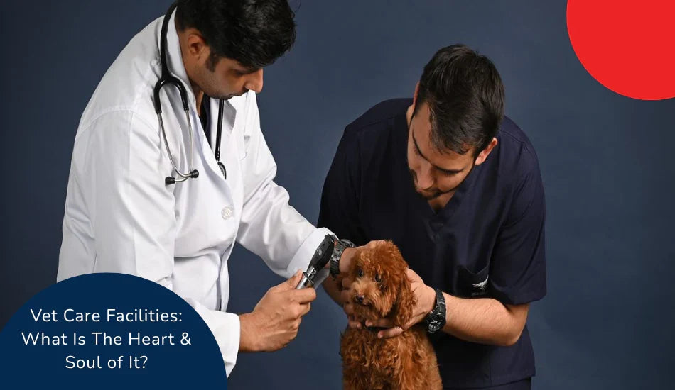 zigly veterinarians examining small brown dog at vet care facility with medical tools