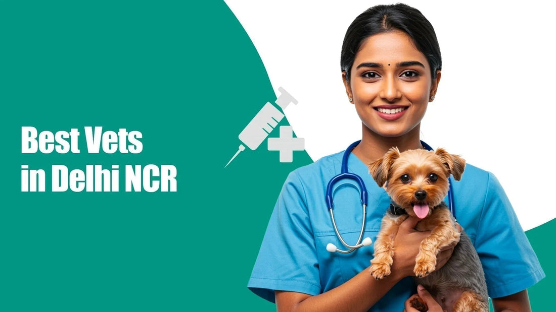 Female vet holding small dog, stethoscope, syringe icon, Best Vets in Delhi NCR, zigly
