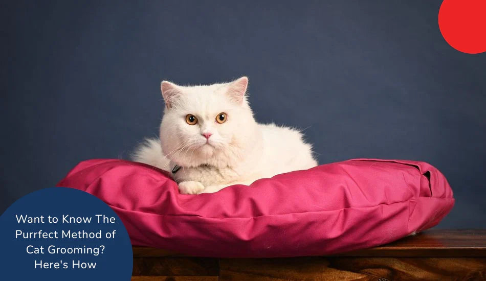 White cat on pink bed with text about cat grooming tips, Zigly branding, dark blue background.
