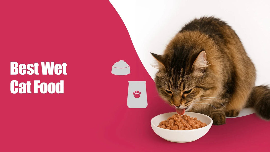 Fluffy tabby cat eating wet cat food from a bowl, Zigly best wet cat food promotion.