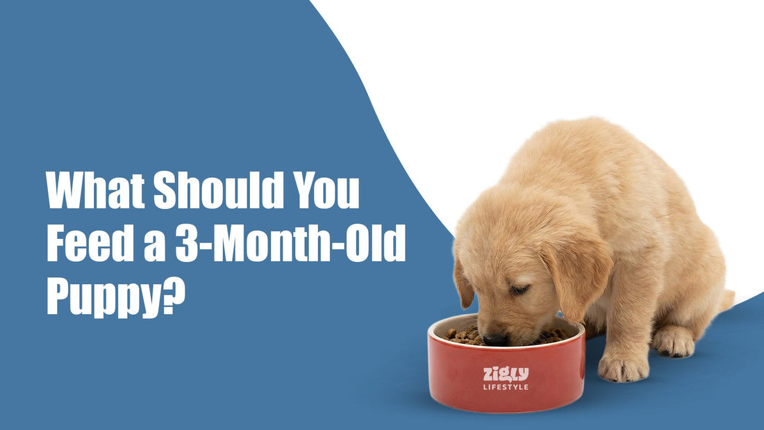 What Should You Feed a 3-Month-Old Puppy? Vet-Approved Feeding Guide for Indian Pet Parents