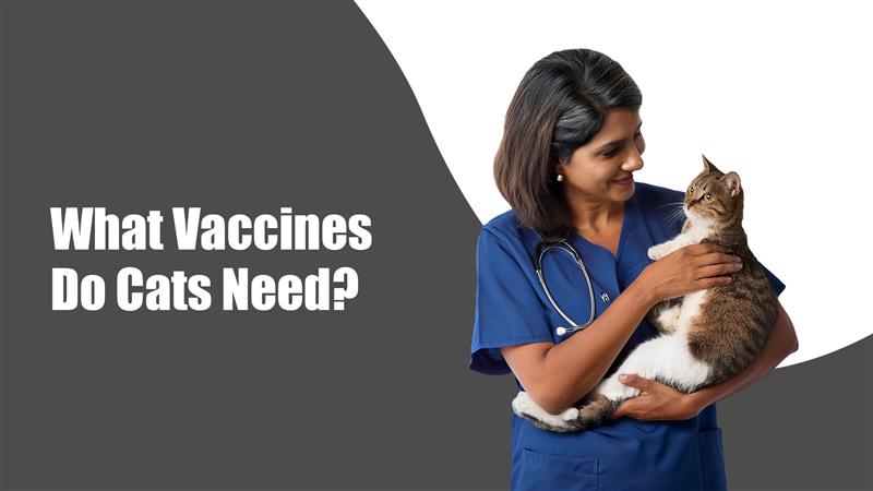 Cat Vaccinations: What Vaccines Do Cats Need?
