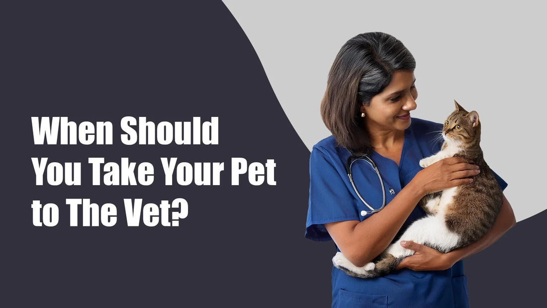 Zigly vet holding a cat with stethoscope, pet health check, visit the veterinarian