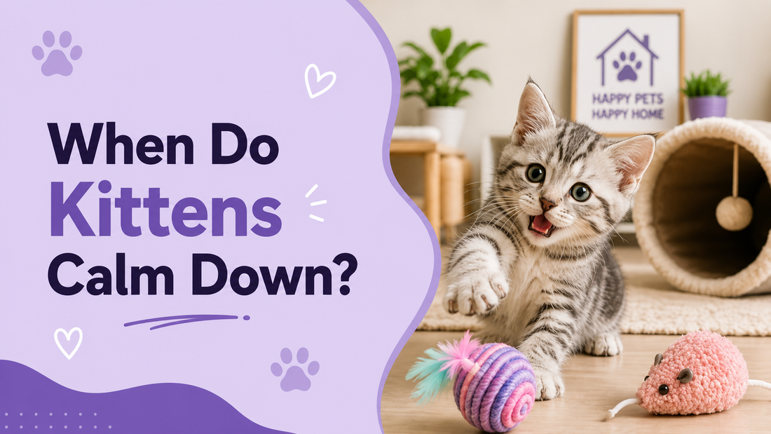 When Do Kittens Calm Down? Understanding Your Kitten’s Growth Milestones 