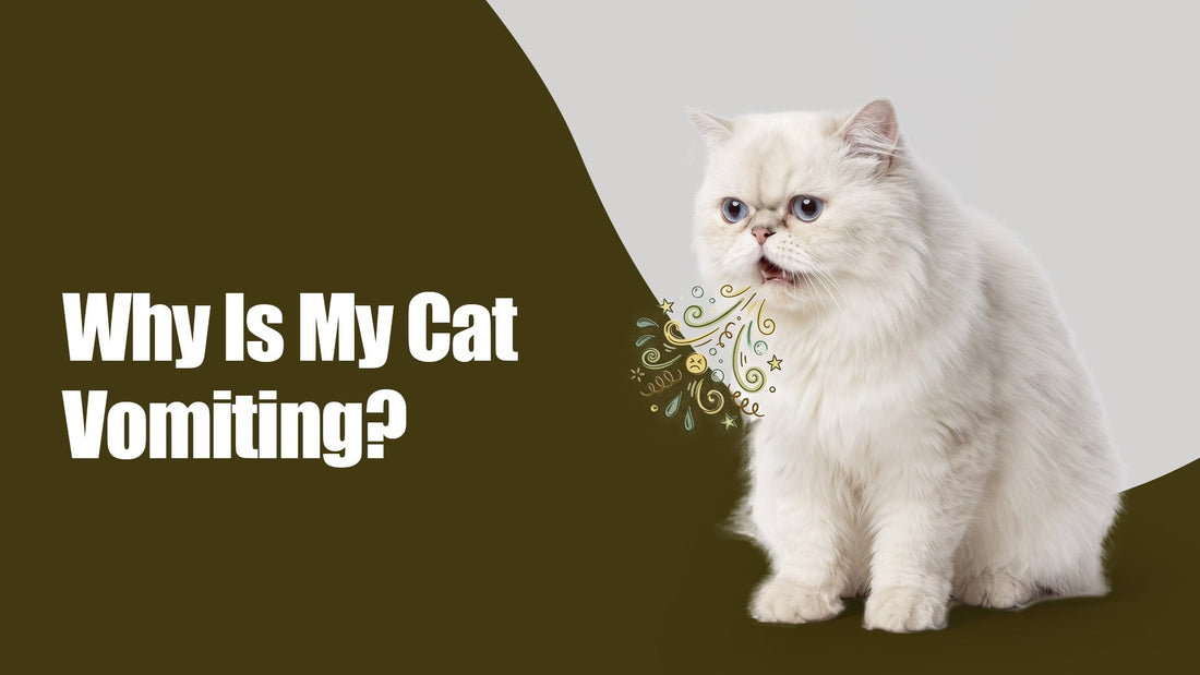 Why Is My Cat Vomiting? Causes, Home Care, and When It's Serious