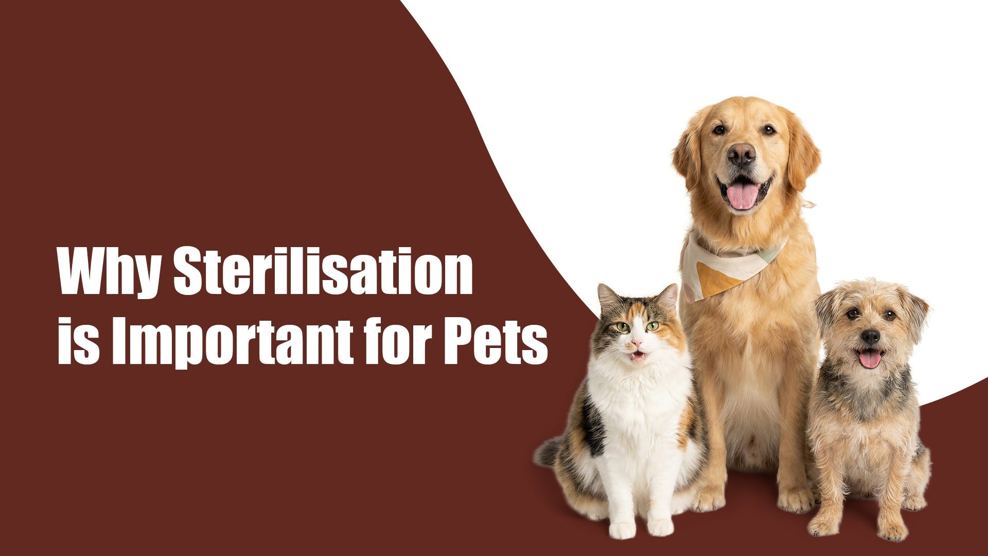 Why Sterilisation Is Important for Pets | All Benefits | Zigly