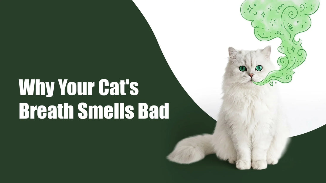 Cat Gum Disease: Why Your Cat's Breath Smells Bad & How to Fix It