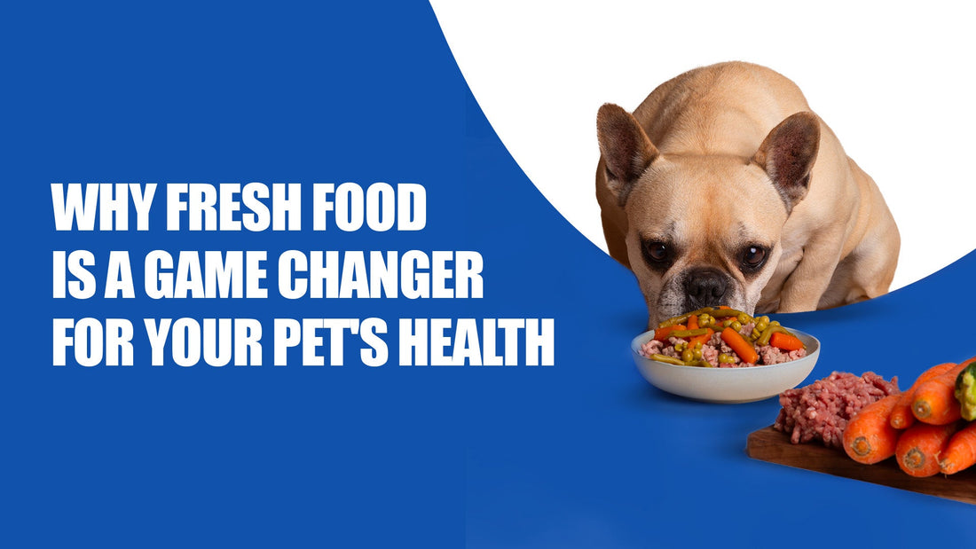 Why Fresh Food is a Game Changer for Your Pet’s Health