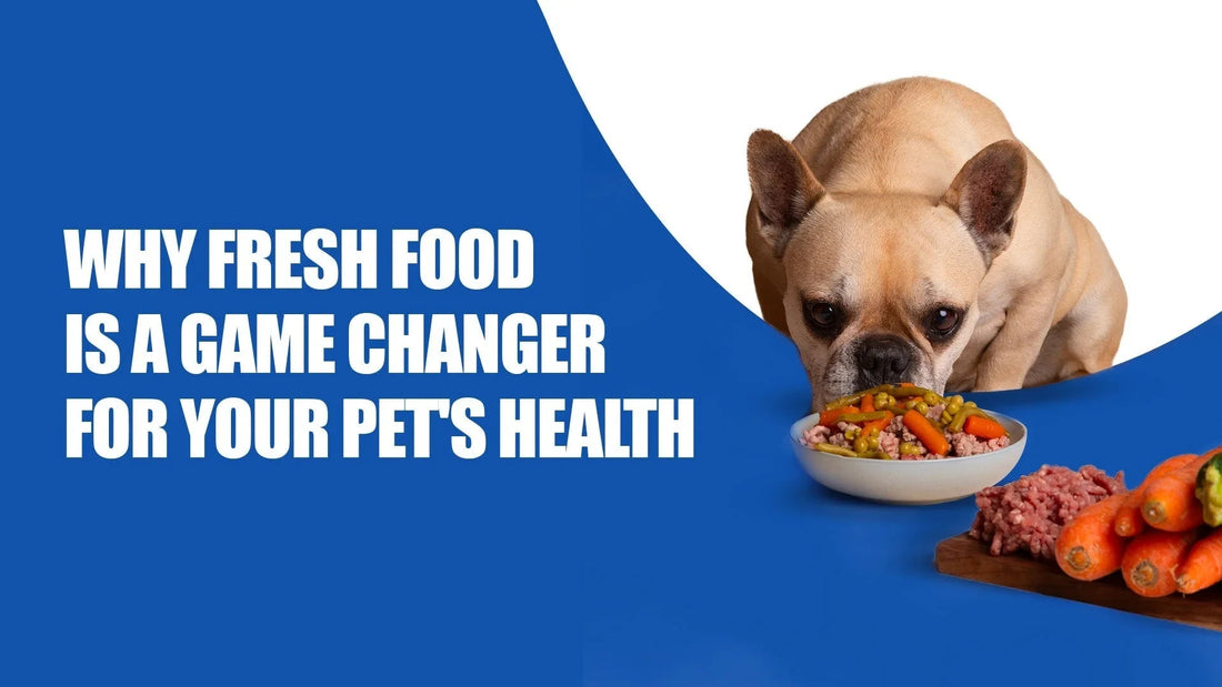 French bulldog eating fresh pet food with carrots and meat, Zigly healthy pet nutrition