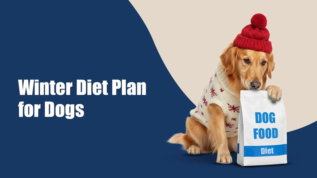 Golden retriever in red hat and sweater with dog food bag, winter diet plan for dogs, zigly