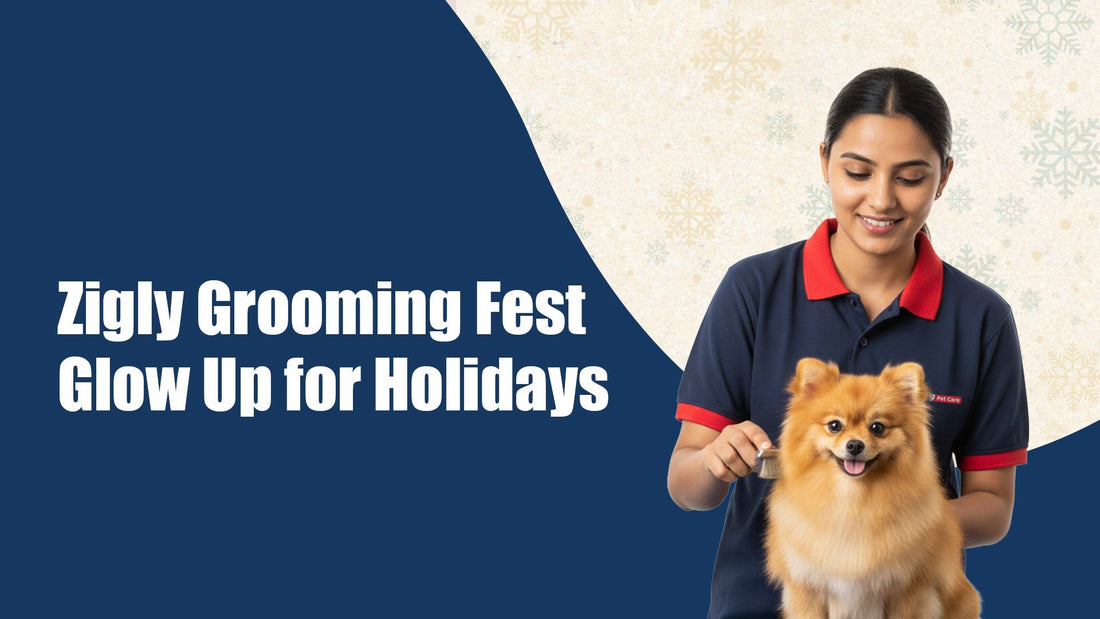 Zigly Winter Grooming Fest: 19th–22nd December