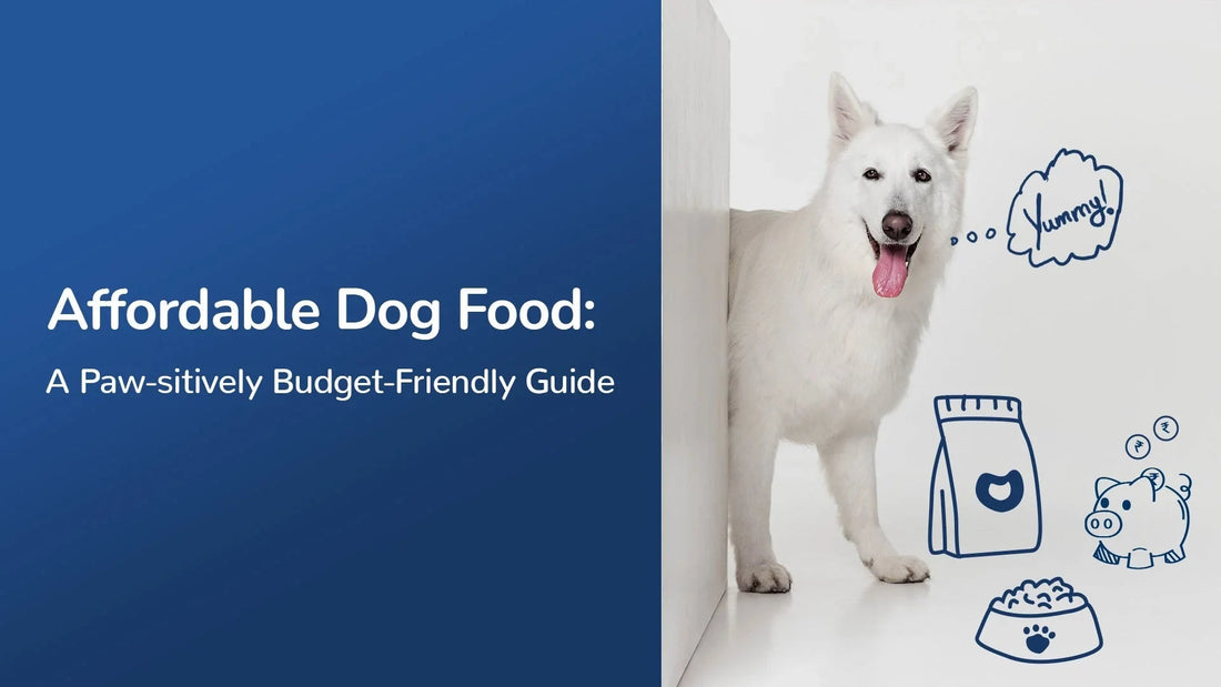 Happy white dog next to affordable dog food icons and Zigly branding, budget guide theme