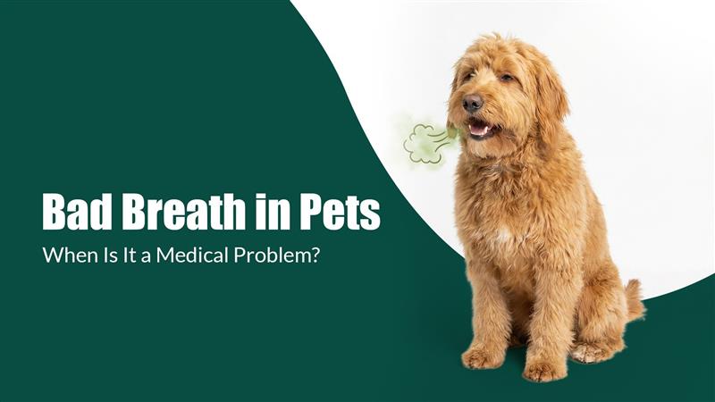Zigly banner showing a dog with bad breath, addressing pet dental health issues.