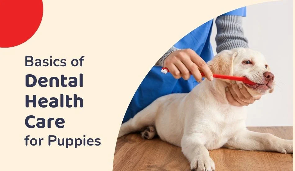 Helping Puppies Stop Eating Grass Dental Health Tips preview