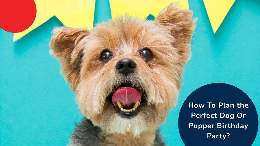 Happy small dog with party decor, Zigly dog birthday party planning guide text on blue background