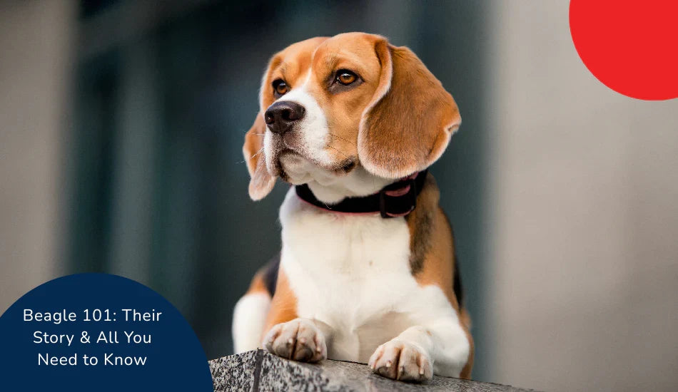 Beagle dog with brown and white fur outdoors, Zigly pet guide