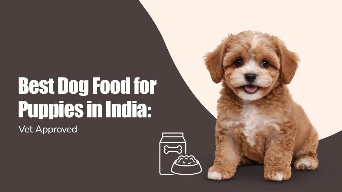 Cute brown puppy with food icons, best dog food for puppies in India, zigly, vet approved