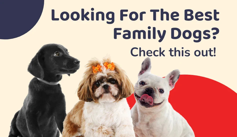 Three family dogs with playful expressions, Zigly branding, best family dogs text.