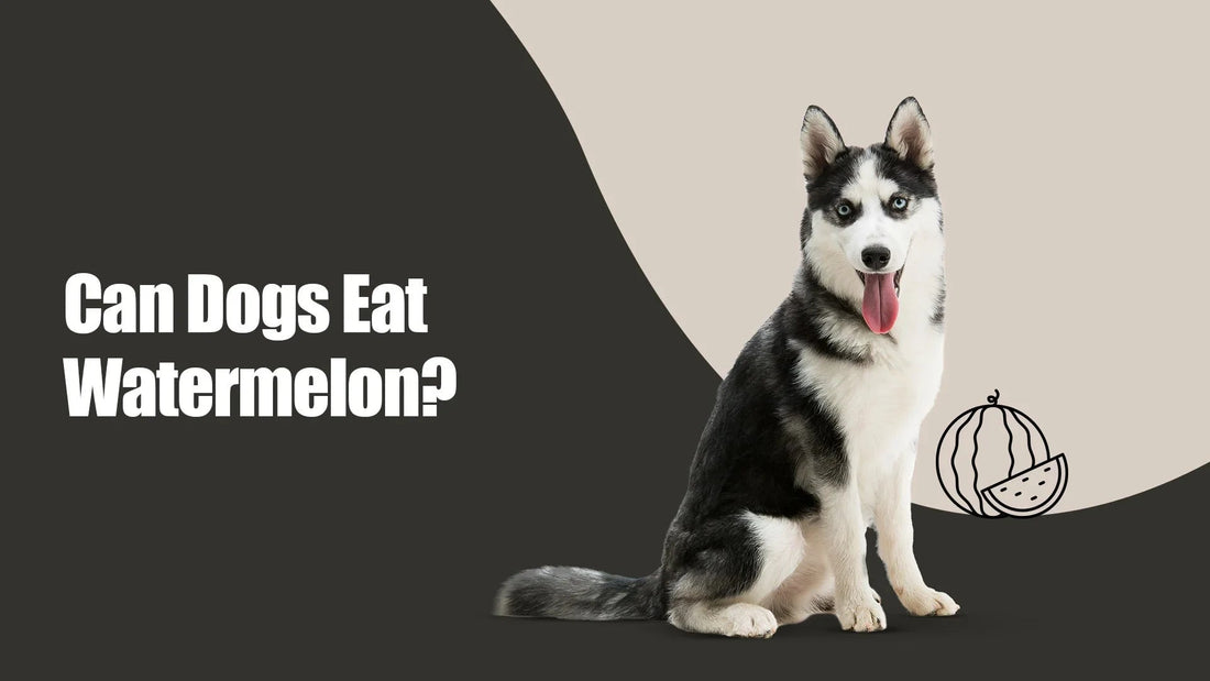 Husky dog sitting beside watermelon illustration and Can Dogs Eat Watermelon text, zigly
