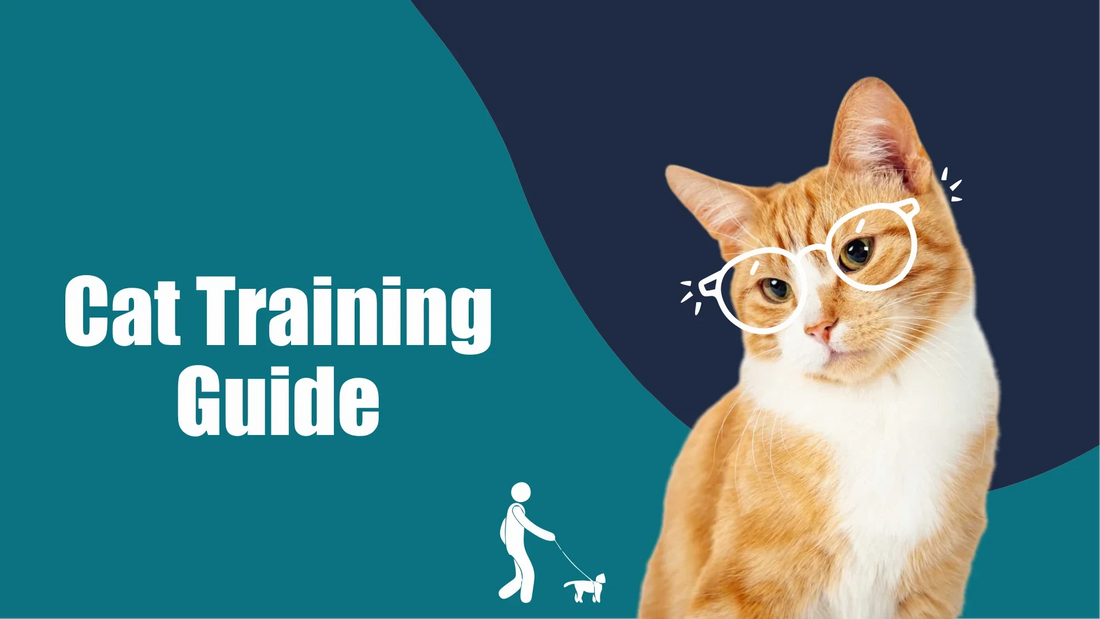 How to Train a Cat Not to Bite: Expert Tips