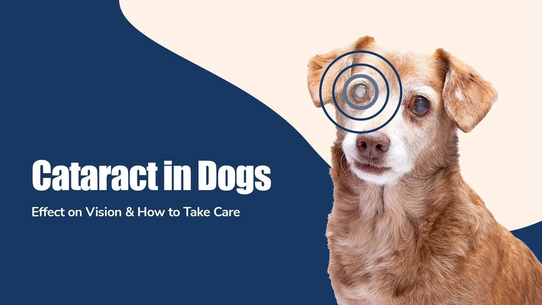 Senior brown dog with visible cataract in left eye, zigly cataract in dogs awareness graphic.