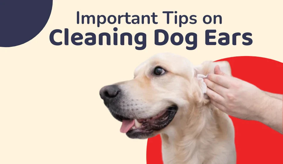 Zigly dog ear cleaning tips with a person cleaning a golden retriever's ear
