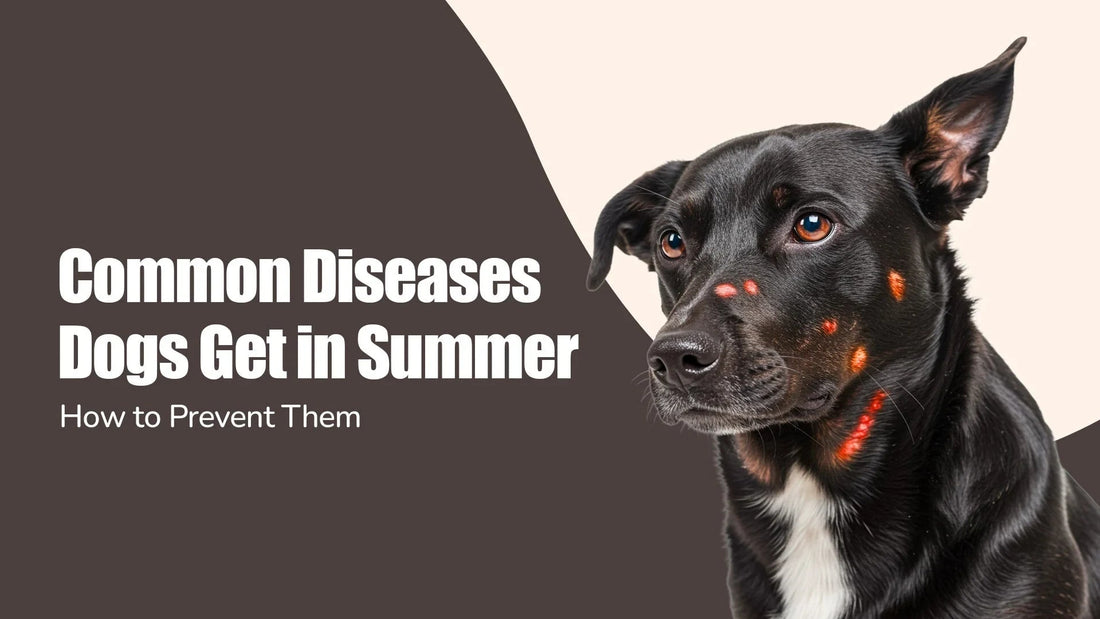 Black dog with summer skin diseases, red spots, zigly, text about common dog diseases prevention
