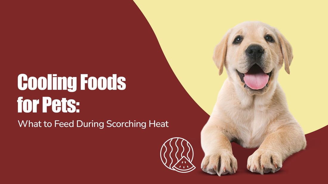 Cooling Foods for Pets: What to Feed During Scorching Heat