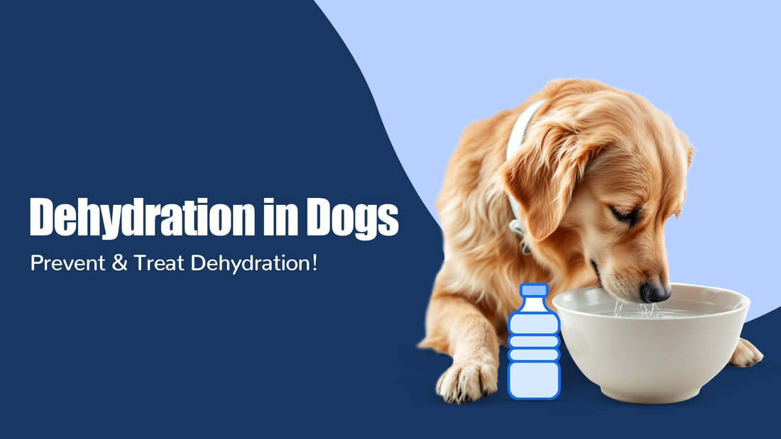 preventing-treating-dehydration-in-dogs