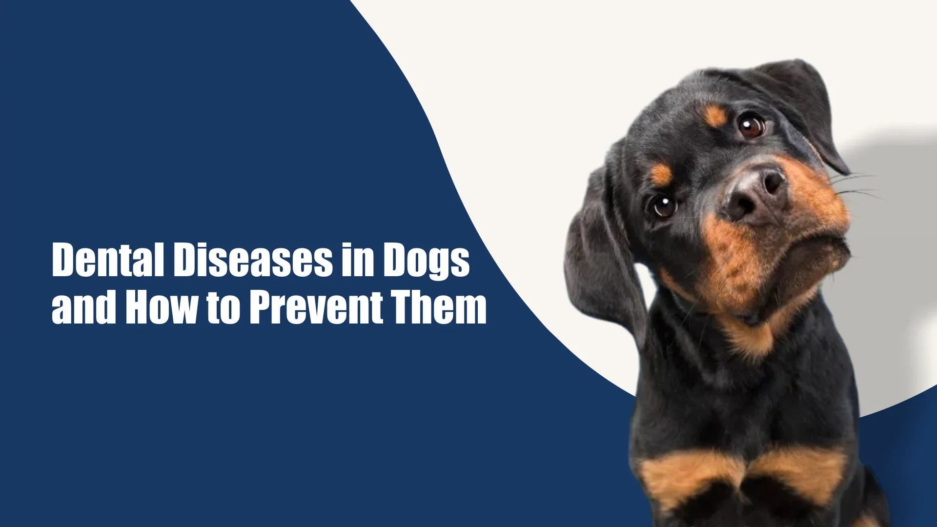 Curated visual reference: Visual Reference: Dog Dental Health Essential Tips For Oral Hygiene Care