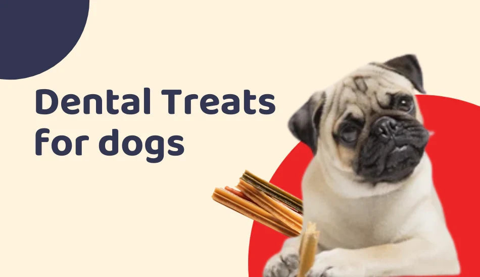 Pug with dog dental treats, Dental Treats for Dogs text, Zigly branding colors