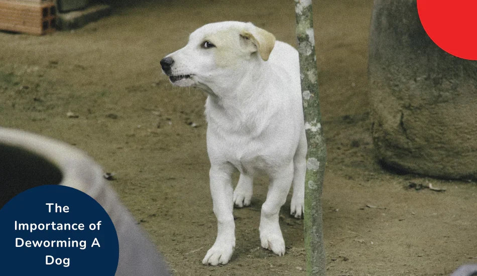 White dog standing outdoors, deworming a dog info text, zigly pet care