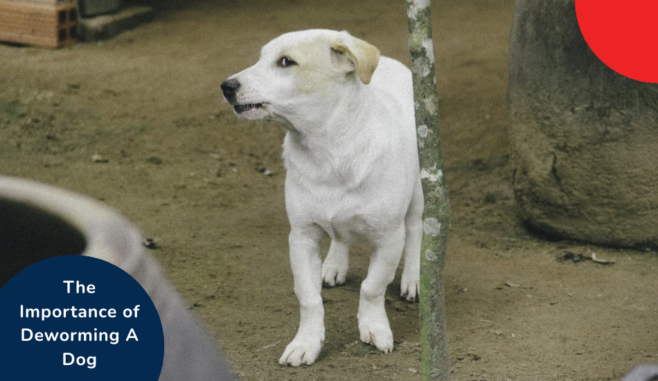 The Importance of Deworming A Dog