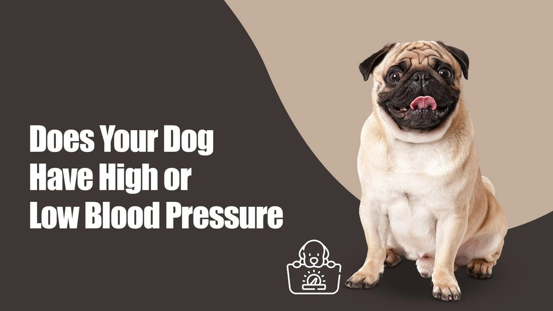 Zigly image with a happy pug and text asking about dog blood pressure, on a two-tone background.