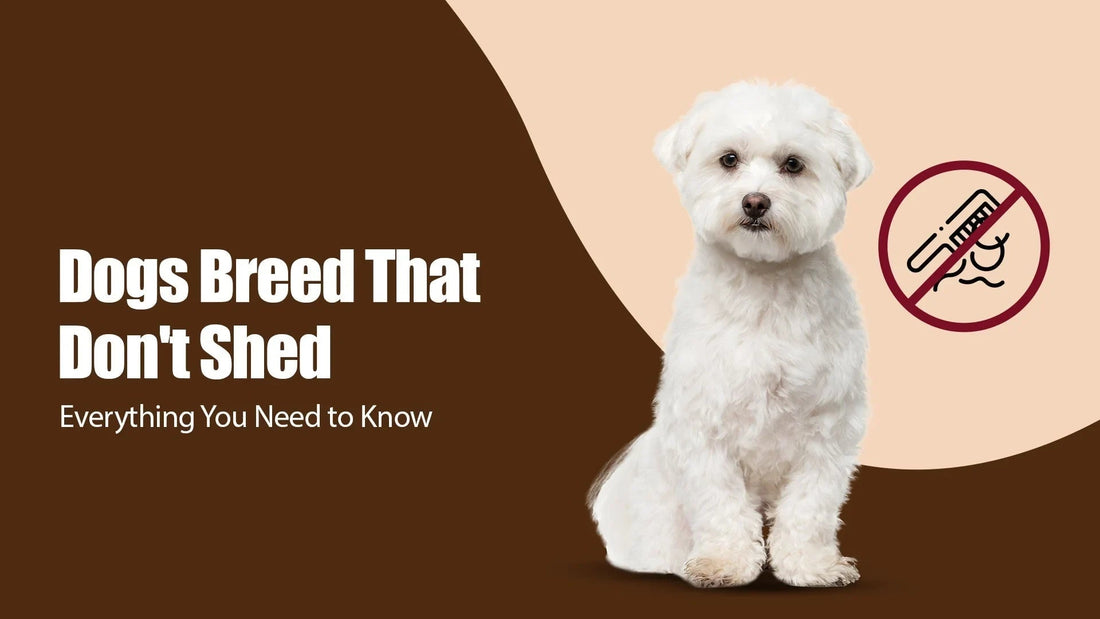 White dog that doesn't shed with no-shedding icon, brown background, zigly