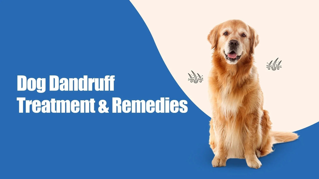 Golden retriever with text 'Dog Dandruff Treatment & Remedies', zigly pet care branding