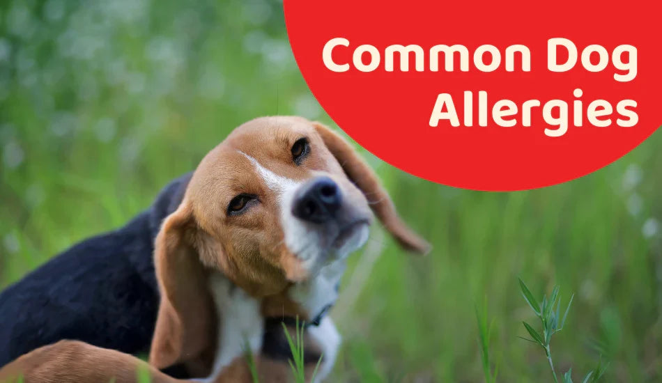 Beagle dog scratching in grass with 'Common Dog Allergies' text, zigly pet health