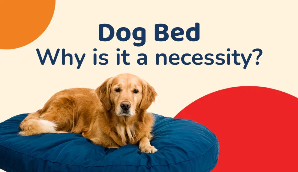 Golden retriever on blue dog bed with Zigly branding, text says Dog Bed Why is it a necessity?