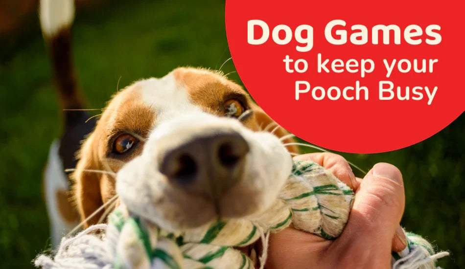Dog Games To Keep Your Pooch Busy! | Zigly