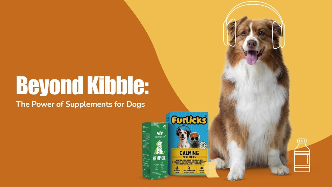 Beyond Kibble: The Power of Supplements for Dogs