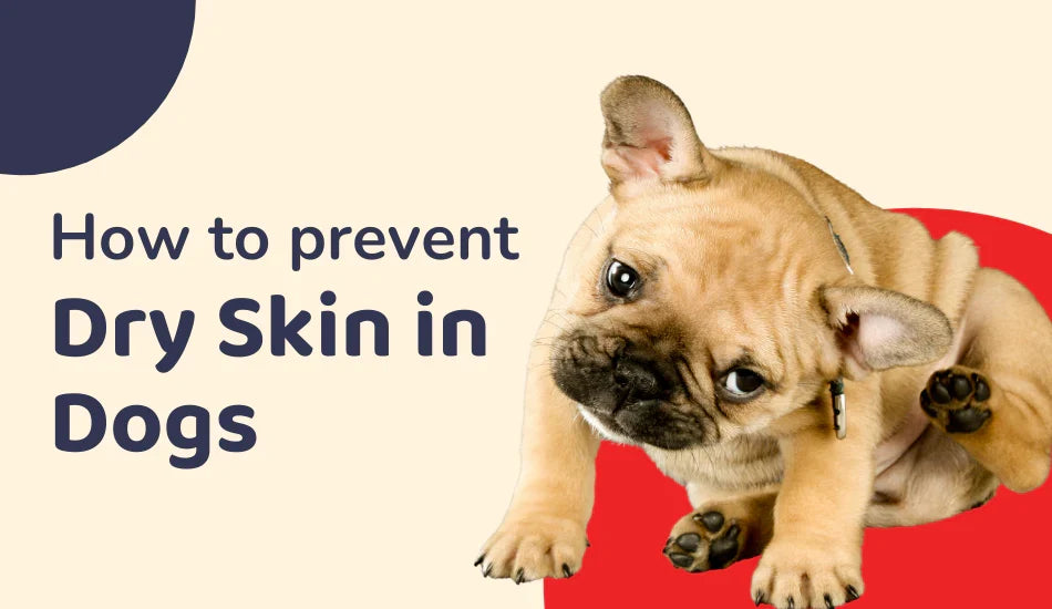 French bulldog scratching, zigly banner about preventing dry skin in dogs