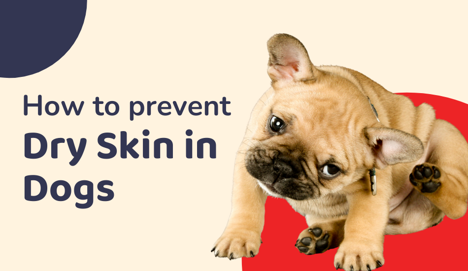 heres-how-you-can-prevent-dry-skin-in-dogs