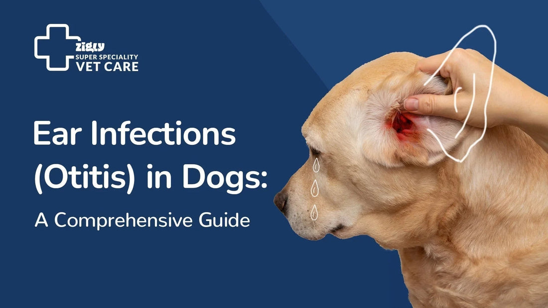 ear-infections-otitis-in-dogs