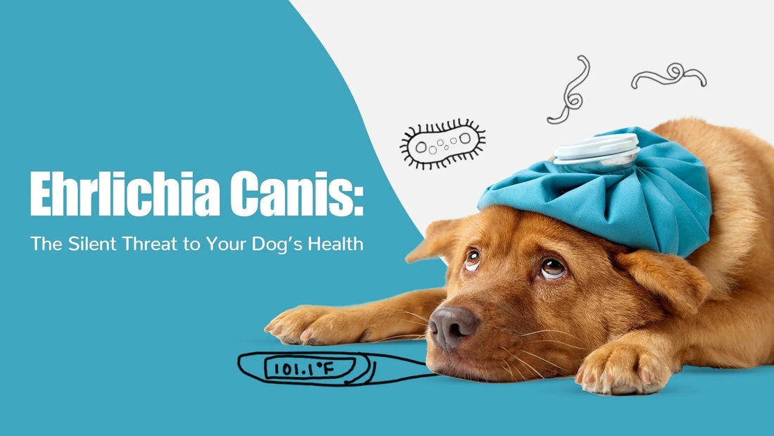 Sick dog with ice pack, Ehrlichia Canis infection awareness, Zigly pet health visual.