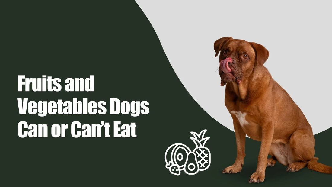 Zigly dog with text about fruits and vegetables dogs can or can't eat, food icons, green background